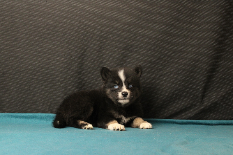 puppy, for, sale, Pomsky, Matthew B. Stoltzfus, dog, breeder, Gap, PA, dog-breeder, puppy-for-sale, forsale, nearby, find, puppyfind, locator, puppylocator, aca